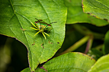 A Green Stick Bug on a leave