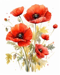 Obraz premium Poppy flower in watercolor style. Botanical illustration
