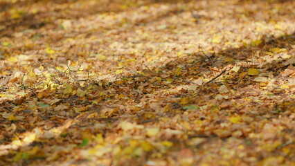 Background group autumn orange leaves. Colorful backround fallen autumn leaves. Selective focus.