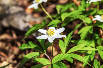 Landscapes - Macro  - Forest - Europe, Romania, Suceava region
