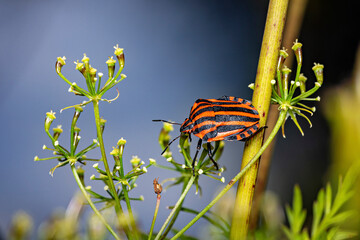 An europea striped shield bug
