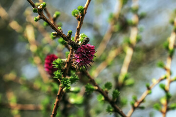 Landscapes - Macro  - Forest - Europe, Romania, Suceava region