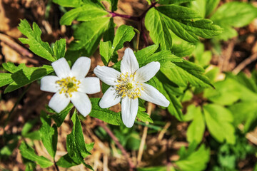 Landscapes - Macro  - Forest - Europe, Romania, Suceava region