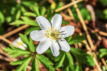 Landscapes - Macro  - Forest - Europe, Romania, Suceava region