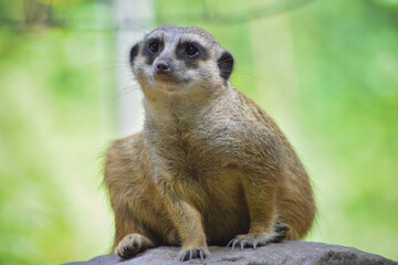 Obraz premium Meerkat looks cute into the camera