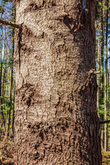 Landscapes - Forest - Europe, Romania, Suceava region