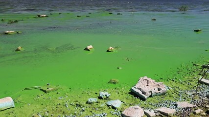 Water pollution by blooming blue green algae - is world environmental problem. Water, rivers and lakes with harmful algal blooms.