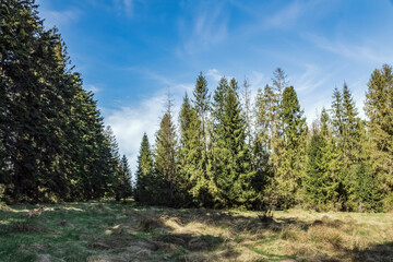 Landscapes - Forest - Europe, Romania, Suceava region