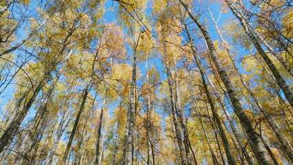 Fototapeta premium Beautiful autumn in orange forest. Scenic nature wallpaper. Tilt down.
