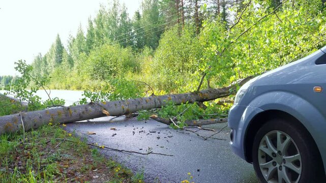 Car stopped on roadblock formed by a tree fallen across the road.