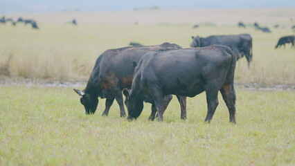 Fototapeta premium Black cows stand grazing on meadow field. Herd of black angus on a pasture. Cows grazing pasture. Selective focus.