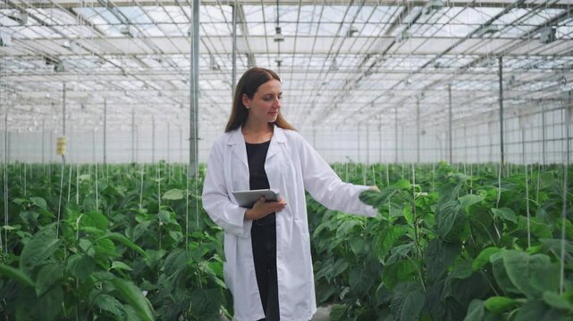 Portrait of bioengineer, scientist collecting data for research on new variety of bell pepper growing in greenhouse. Agricultural engineer, agronomist biologist with a tablet analyzes foliage of plant