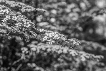 Macro  - Forest - Europe, Romania, Suceava region
