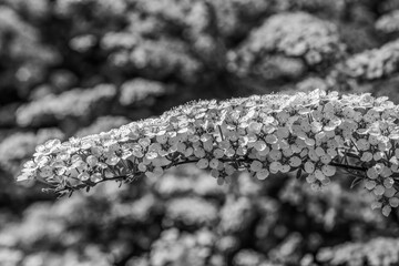 Macro  - Forest - Europe, Romania, Suceava region