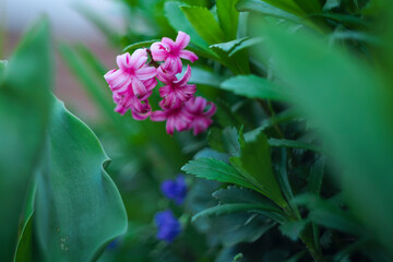 Obraz premium Hyacinthus orientalis, common hyacinth, garden hyacinth or Dutch hyacinth Pink flowers. High quality photo