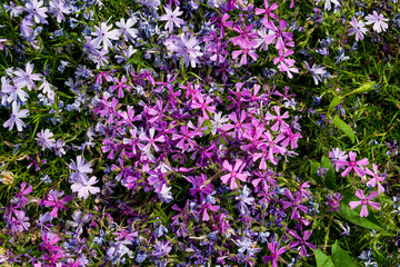 Obraz premium Phlox subulate, creeping phlox, blooms with beautiful lilac flowers in the garden in June