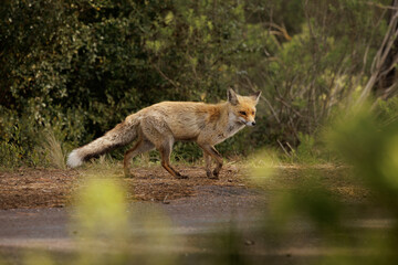 red fox running scared in the road