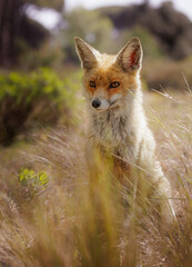 little red fox sitting on grass 