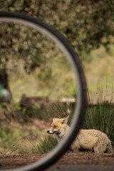 scared red fox behind a bicycle wheel