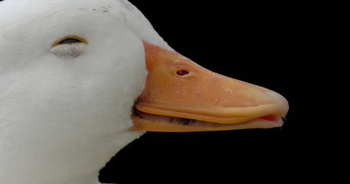 Close up of a domestic duck (Anas platyrhynchos domesticus) head. The Call Duck breed has a fascinating history that includes a foundation in hunting, showing, and eventually human companionship.