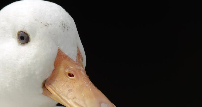 Close up of a domestic duck (Anas platyrhynchos domesticus) head. The Call Duck breed has a fascinating history that includes a foundation in hunting, showing, and eventually human companionship.