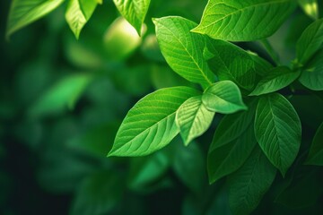 Nature of green leaf in garden at summer. Natural green leaves plants using as spring background