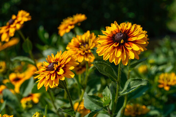 Yellow rudbeckia flowers with a dark center. Outdoor garden space.