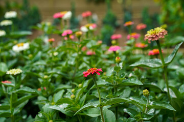 Flower bed full of colorful zinnia flowers. 
