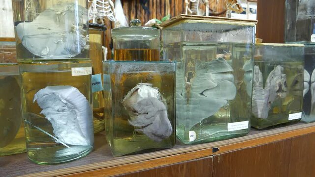 Animals internal organs. Animals internals in glass jars with formaldehyde for medical studies