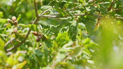 Green foliage of oak shakes with wind. Oak branch with green leaves and brown acorns on a sunny day. Slow motion.