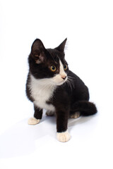 Black and white kitten sitting on white background. Isolated image.