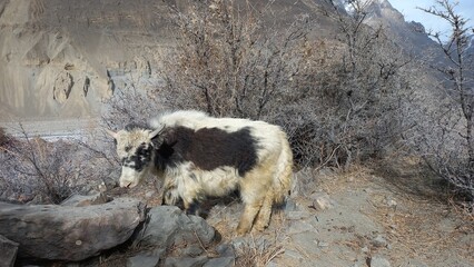 Fototapeta premium An adorable baby yak