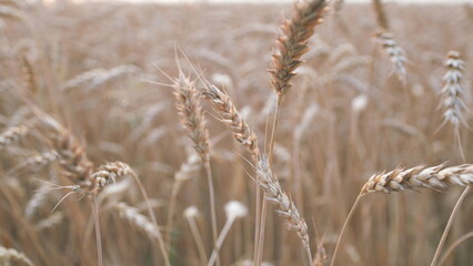 Obraz premium Traditional farming. Yellow wheat stalks. Golden ears of wheat in a field. Wheat ears on light wind at sunny day. Close up.