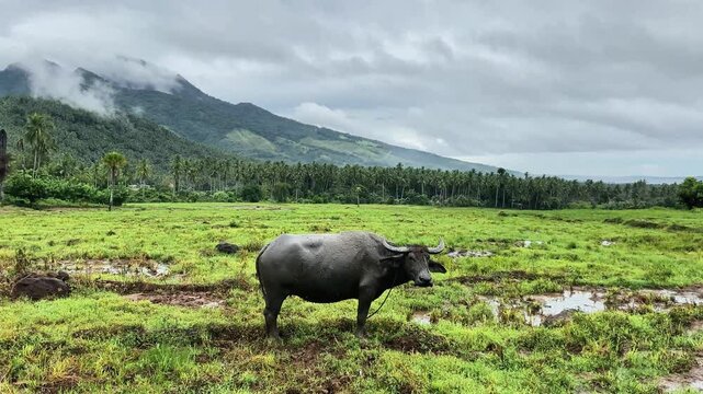 water buffalo in a field against a background of mountains and clouds in asia. Carabao