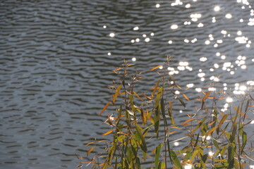Shiny lake with plants at golden hour