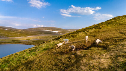 A group of reindeer graze on a grassy hillside overlooking a blue lake. The landscape is dotted with rolling hills and fluffy white clouds against a clear blue sky.