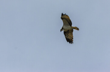 osprey in flight