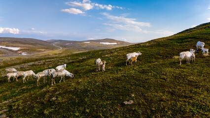 A herd of reindeer graze on a lush green hillside in the Norwegian mountains, with a winding road and snow-capped peaks in the background. North Cape or Nordkapp, Norway © Fokke Baarssen