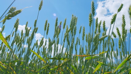 Natural golden wheat field. Low anlgle view. Healthy food. Ripening wheat field at summer day....