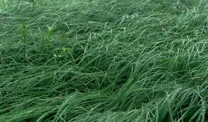 sea grass on the shore of a gulf in the fog in rainy weather
