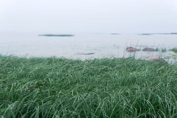 sea grass on the shore of a gulf in the fog in rainy weather