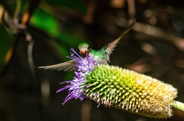 hummingbird feeding on flower