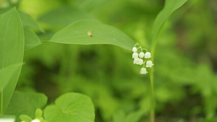 Blossoming flowers of lily of valley swaying in light wind outdoors in summer forest. Slow motion.