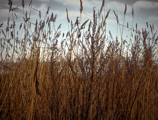 Scenic view of swaying reeds in early morning on shore of sea bay