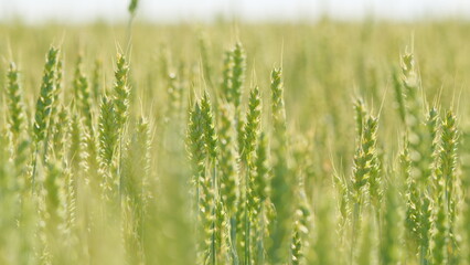 Fototapeta premium Long wheat stalks swaying as a gentle summer breeze. Field of ripening wheat. Agriculture concept. Close up.