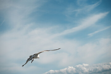 A seagull flying high in a dreamy sky with white clouds. Freedom, flight, motion and summer concept. Large copyspace available.
