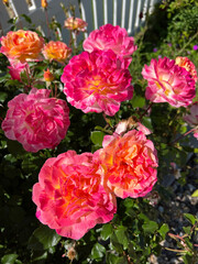 Obraz premium pink roses in garden