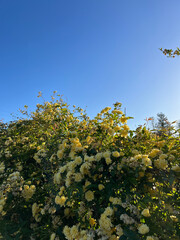 Yellow flowers against a blue sky