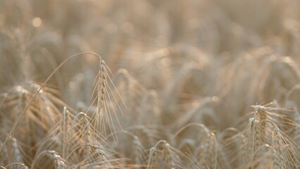 Harvesting on fertile soil. Winter wheat harvest. Agriculture concept. Ripe stakes field. Bokeh.