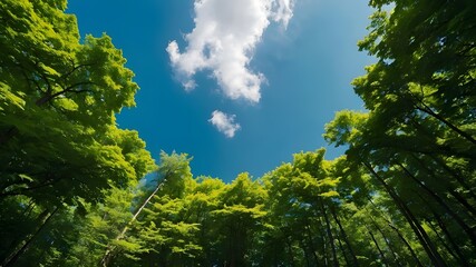 Obraz premium sky and tree